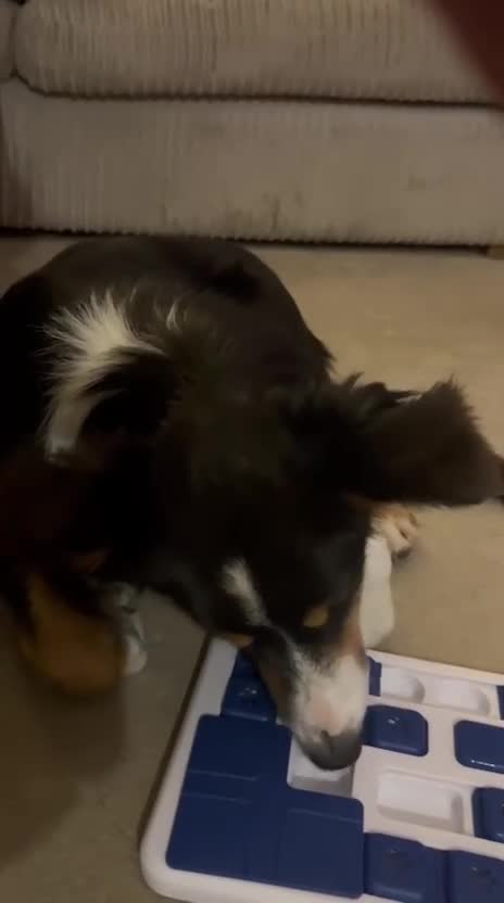 Border Collie dogs for sale: 18 mth old girl - Video 1