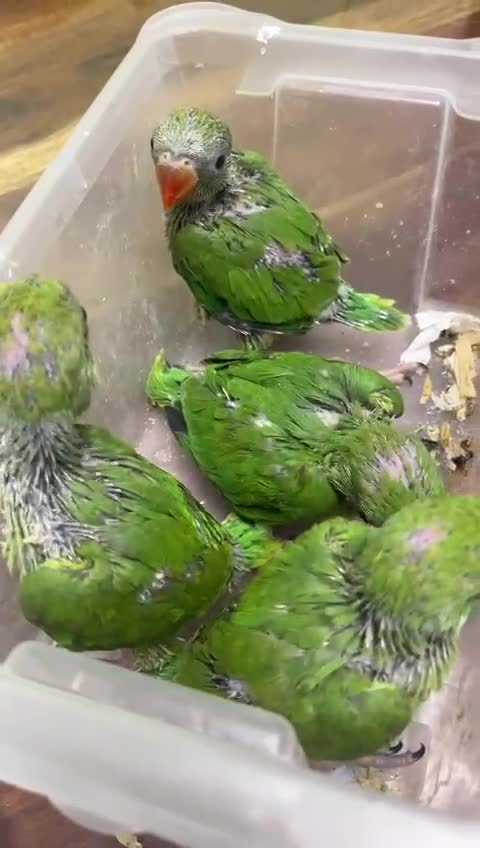 Ringnecks birds for sale: Ringneck Breeding Pair Available | DNA Tested  in Ruislip - Video 2