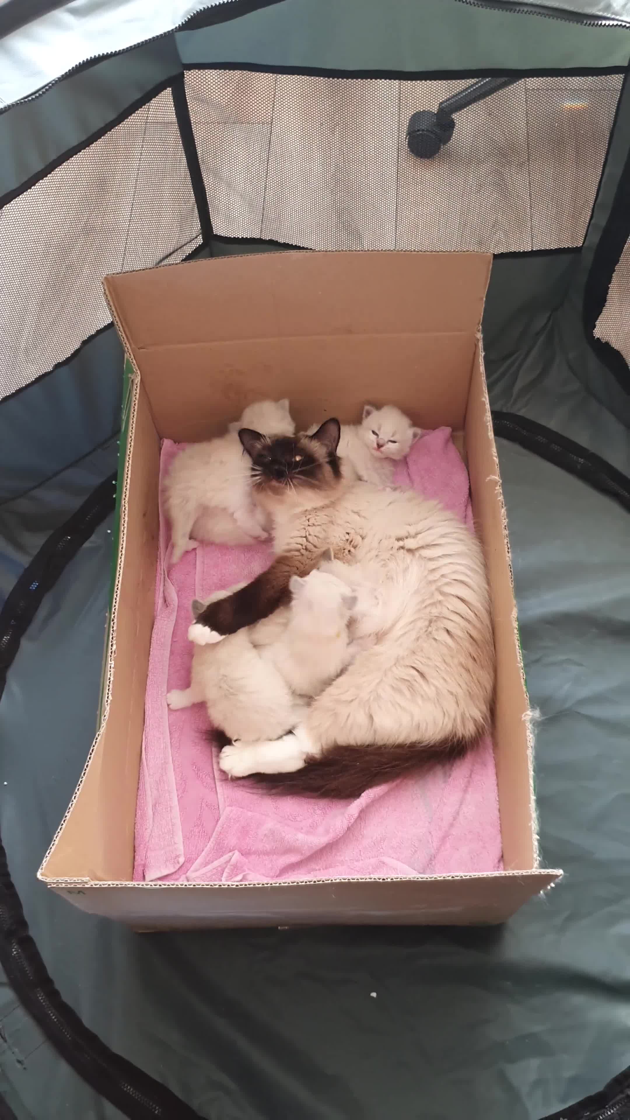 Siberian cats for sale: Gorgeous Neva Masquerade Baby Boy - Video 1