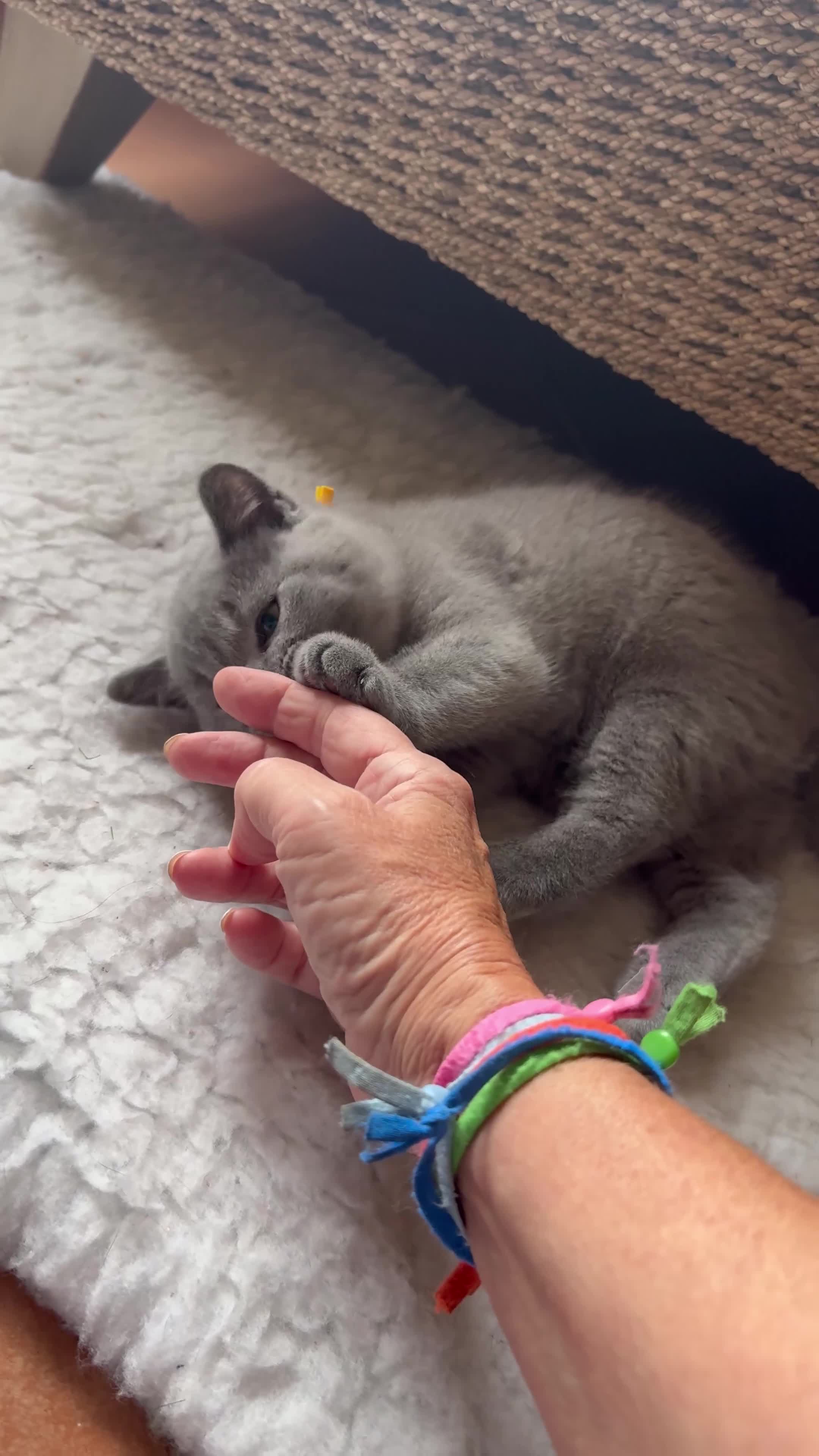 British Shorthair cats for sale: LAST KITTEN  GCCF Reg.  sweetest nature  - Video 3