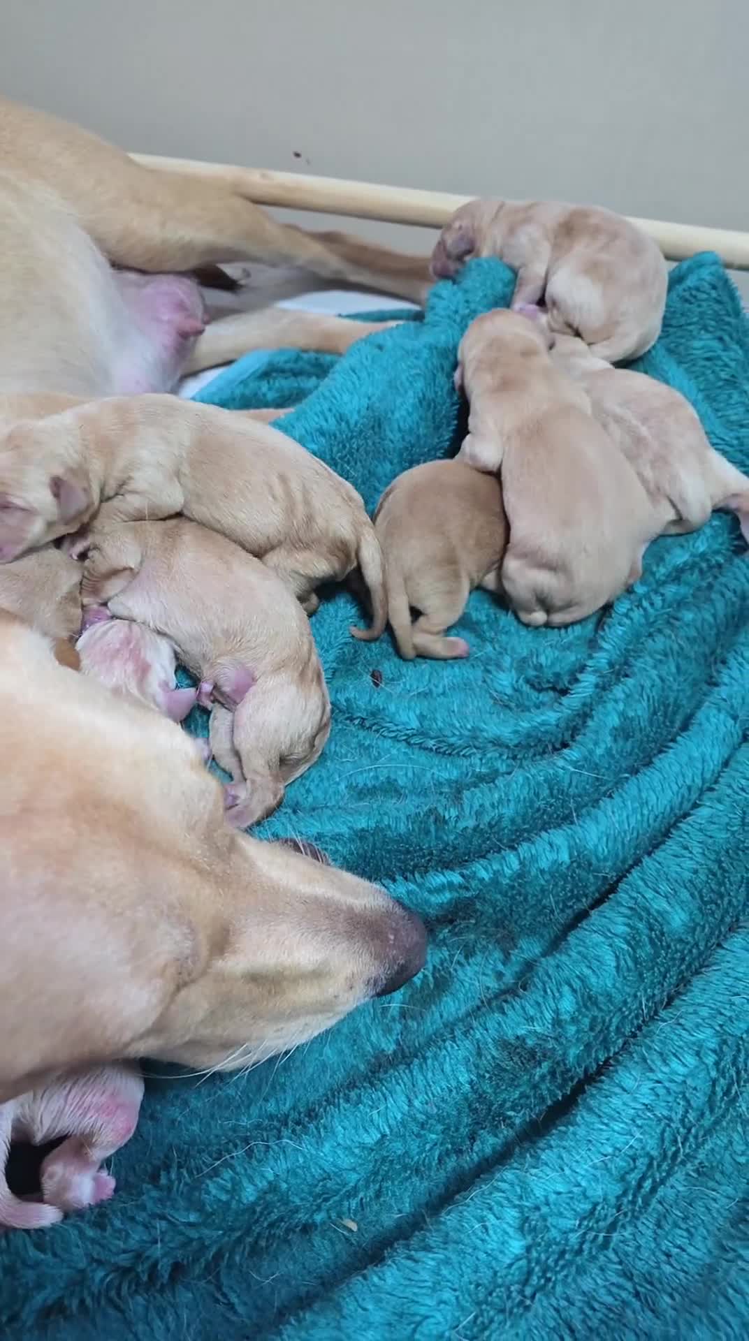 Labrador Retriever dogs for sale: Gorgeous Labrador puppies - Video 2