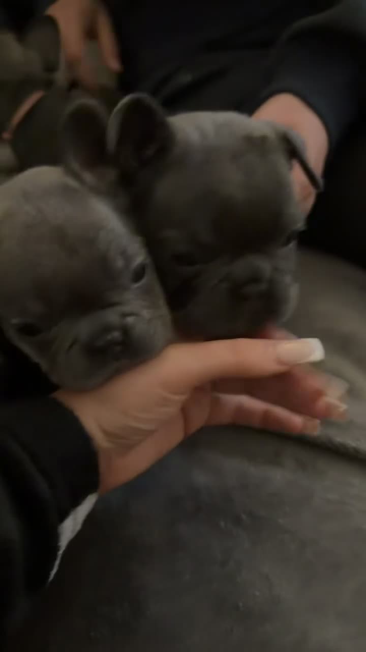 French Bulldog dogs for sale: Blue and tan french bulldog puppies  in Nottingham - Video 3