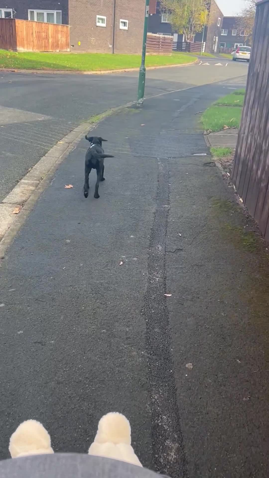 Labrador Retriever dogs for sale: Mila  - Video 2