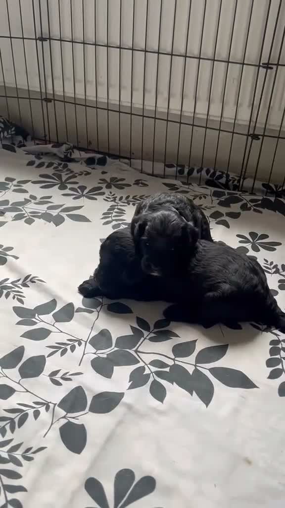 Sheepadoodle dogs for sale: F1b mini sheepadoodles  - Video 1