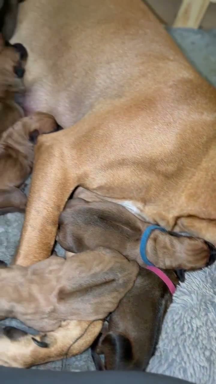 Rhodesian Ridgeback dogs for sale: Bred for beauty. Build and temperament. in Market Drayton - Video 2