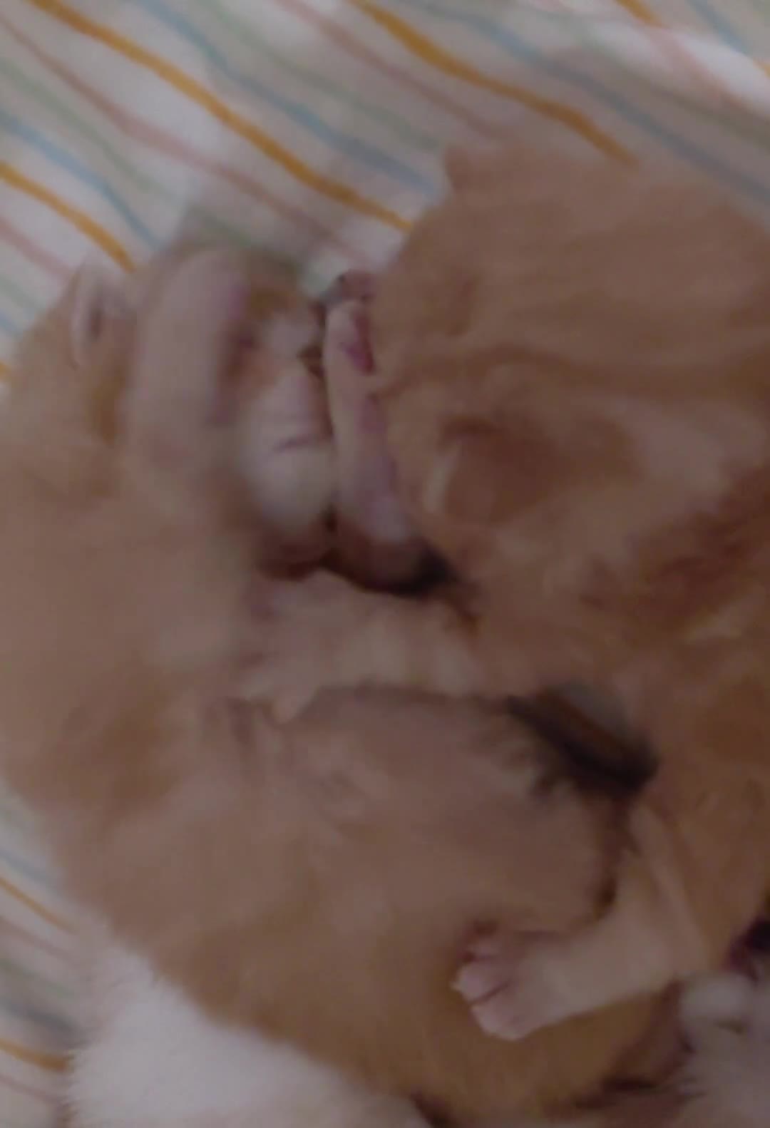 British Longhair cats for stud: Stunning British Longhair for Stud,show bloodline - Video 1