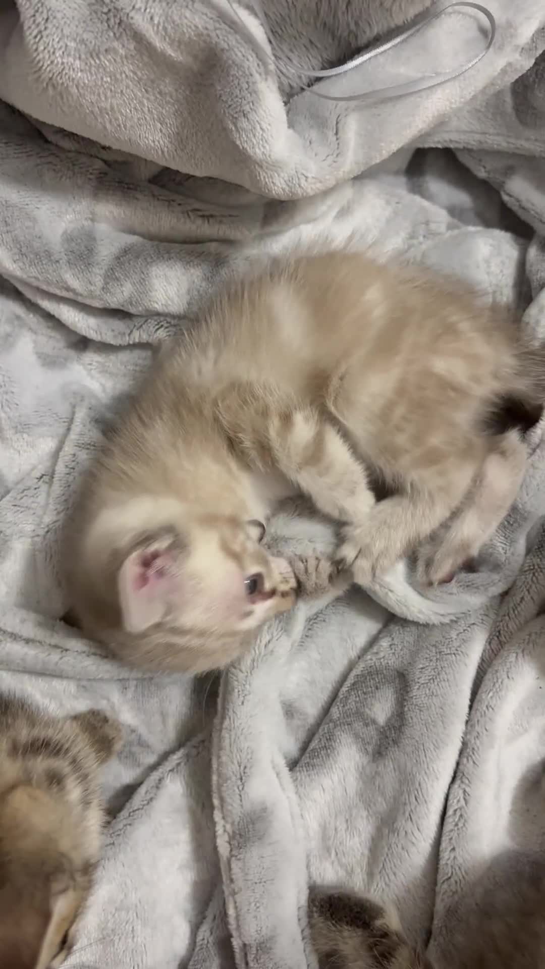 Bengal cats for sale: Snow bengal cross tabby kittens OPEN TO OFFERS - Video 1