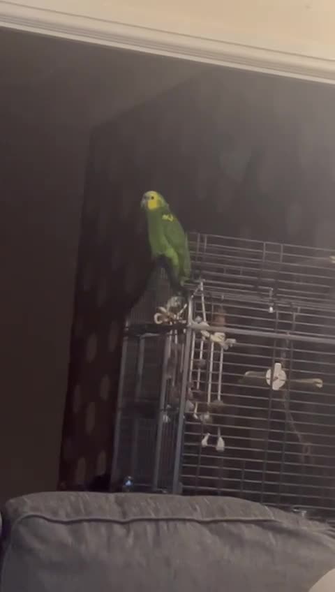 Parrots birds for sale: Semi Tamed Blue Fronted Amazon Parrot For Sale - Video 1