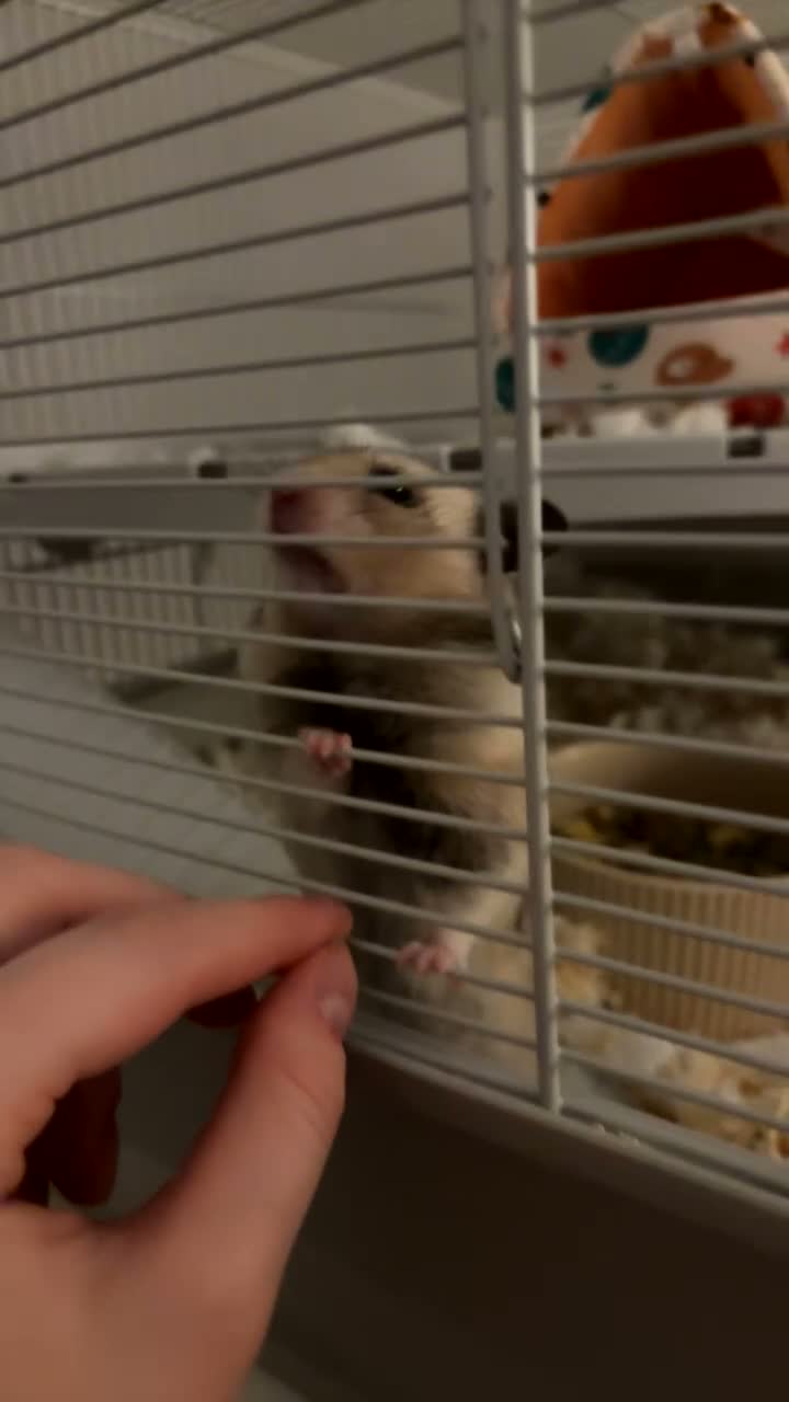 Hamster rodents for sale: Syrian Hamster - Cody - Video 1