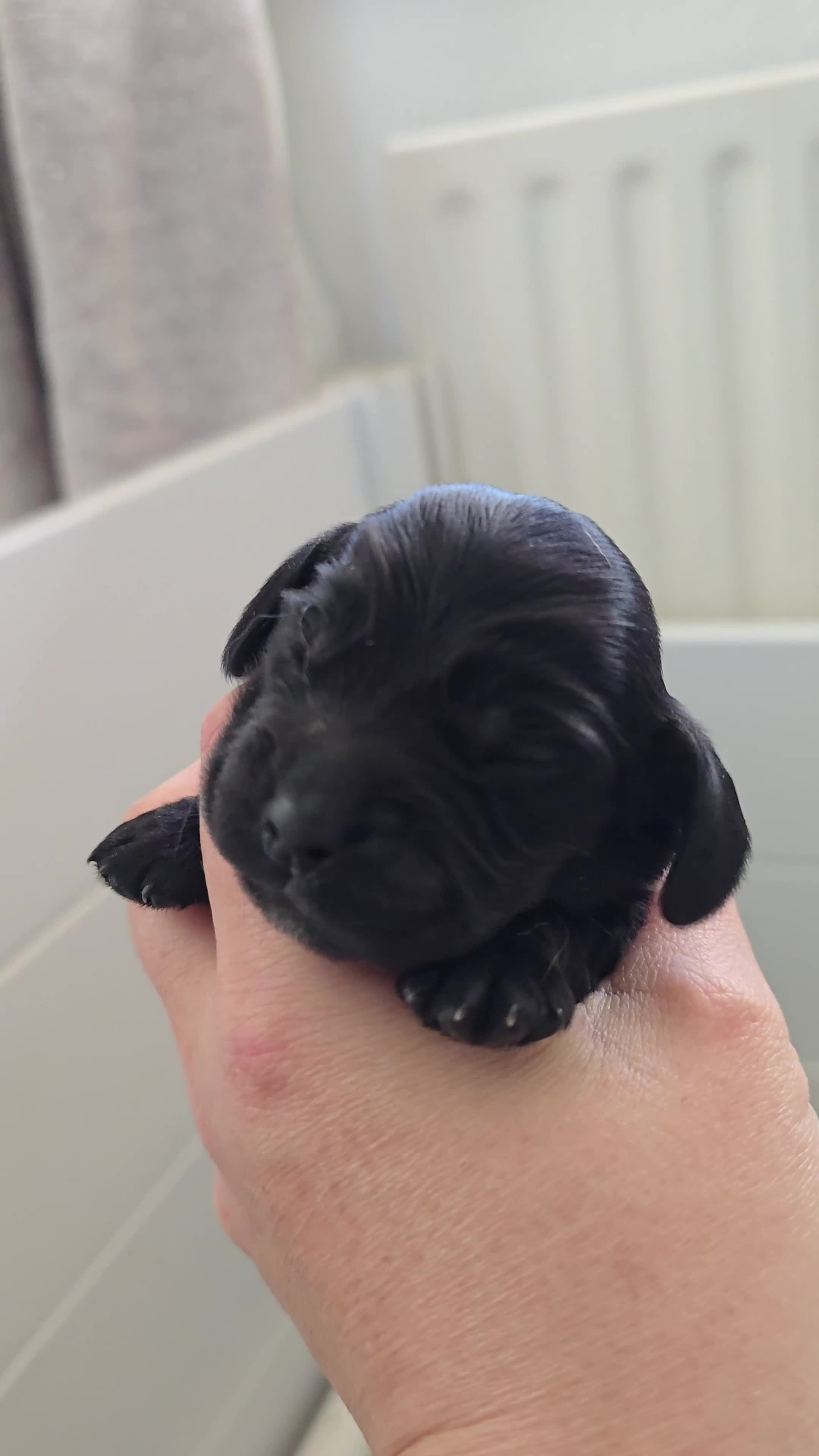 Cocker Spaniel dogs for sale: Beautiful Show Cocker Spaniel KC Reg Puppies - Video 3