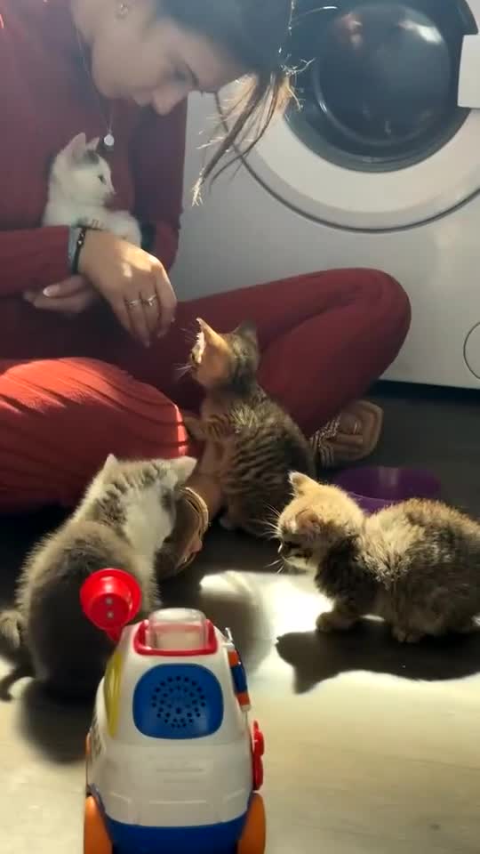Tibetan cats for sale: 4 female kittens ready for new homes - Video 1