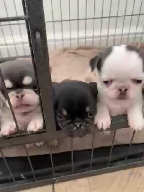 Pug dogs for sale: Puppy pugs! - Video 1