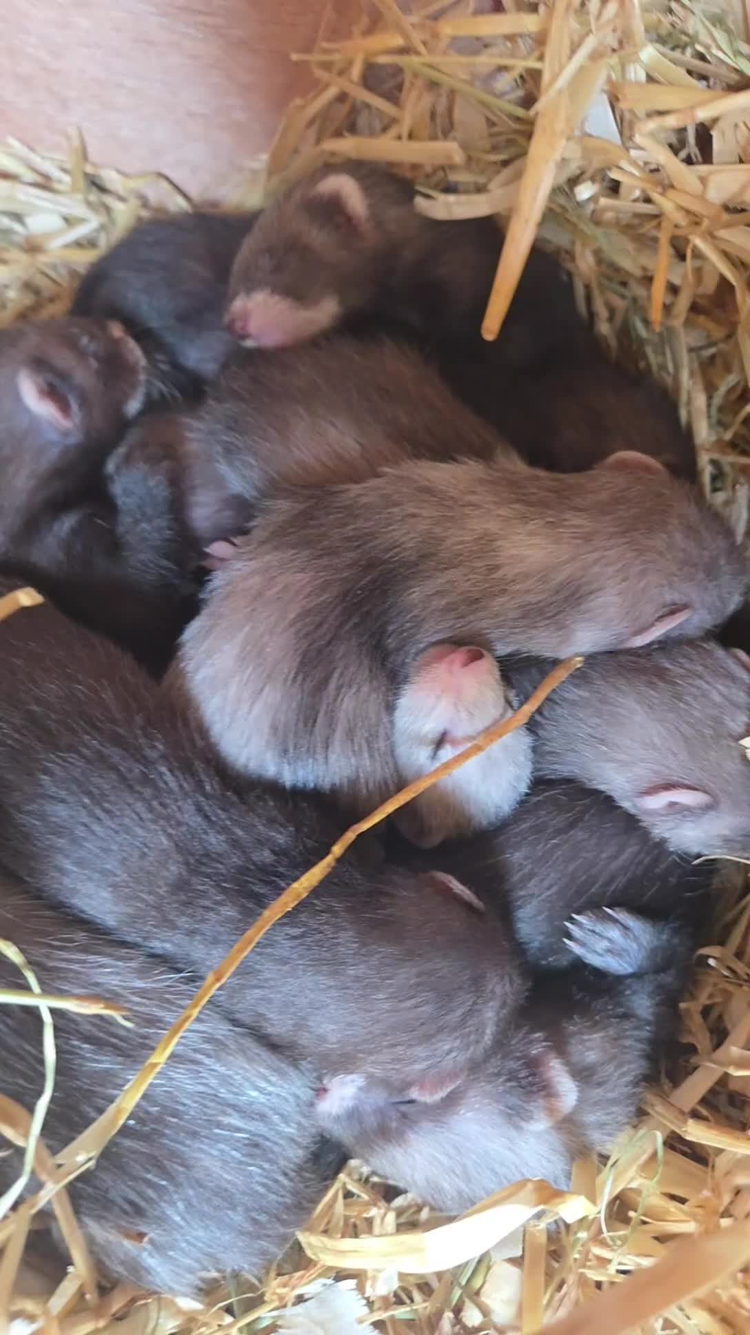 Ferret rodents for sale: Eu black x ferret kits  - Video 5