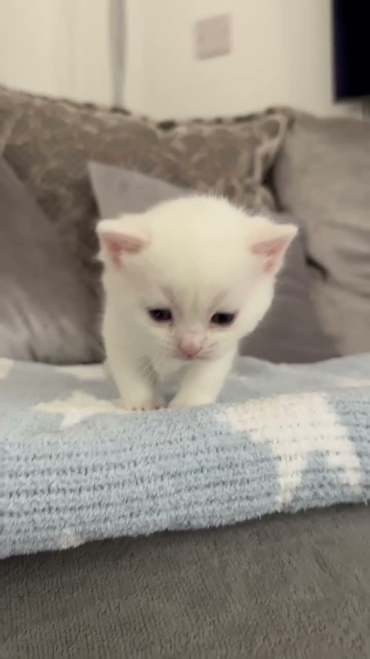 British Shorthair cats for sale: 4 beautiful kittens - 2 female & 2 male - Video 1