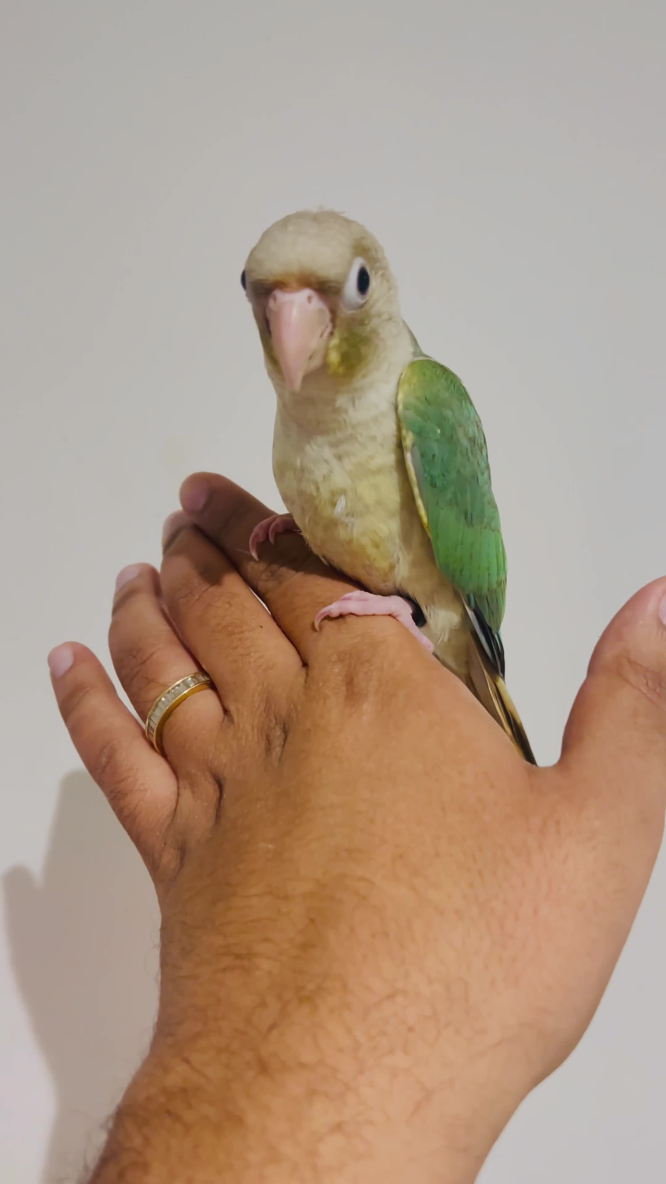 Conures birds for sale: Hand reared conures for sale  - Video 3