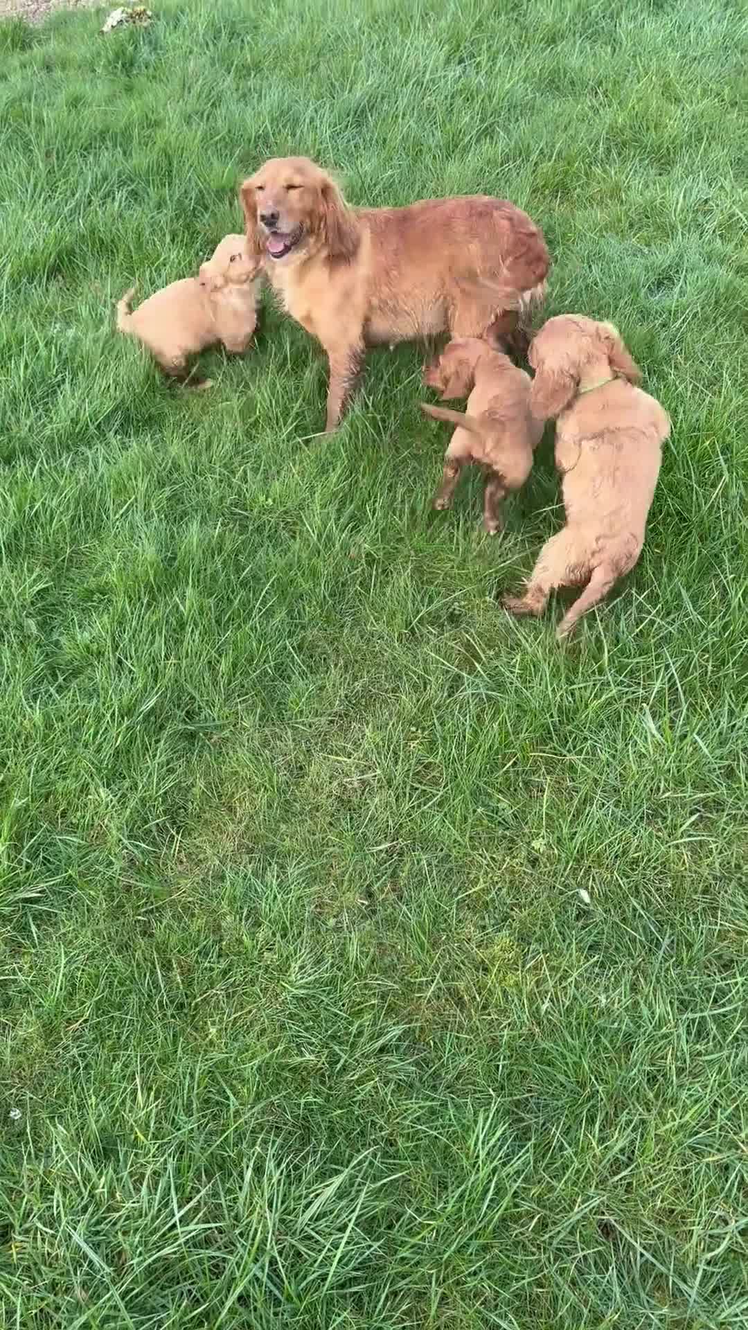 Cocker Spaniel dogs for sale: Kc Red Cocker Spaniel Puppies - Video 1