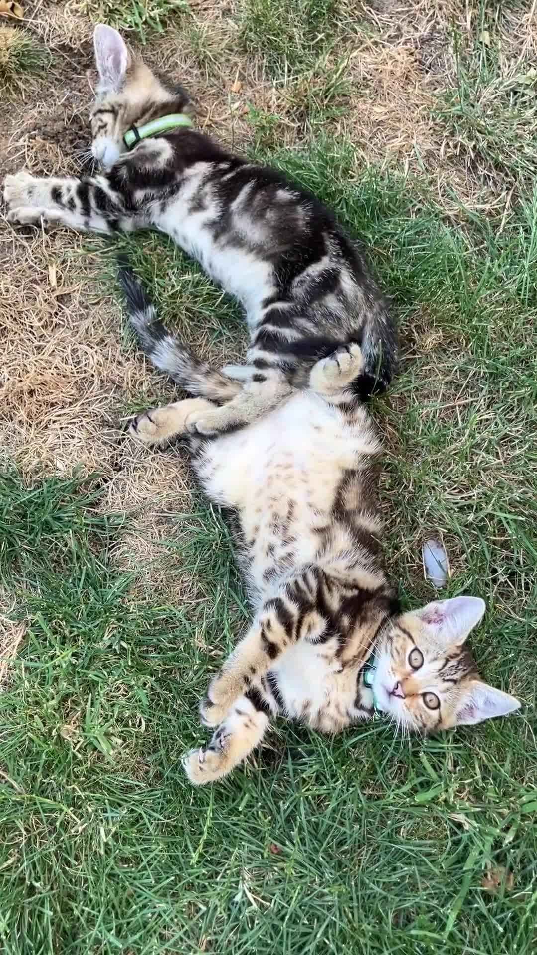 Bengal cats for sale: Two gorgeous bengal boys left READY NOW - Video 1