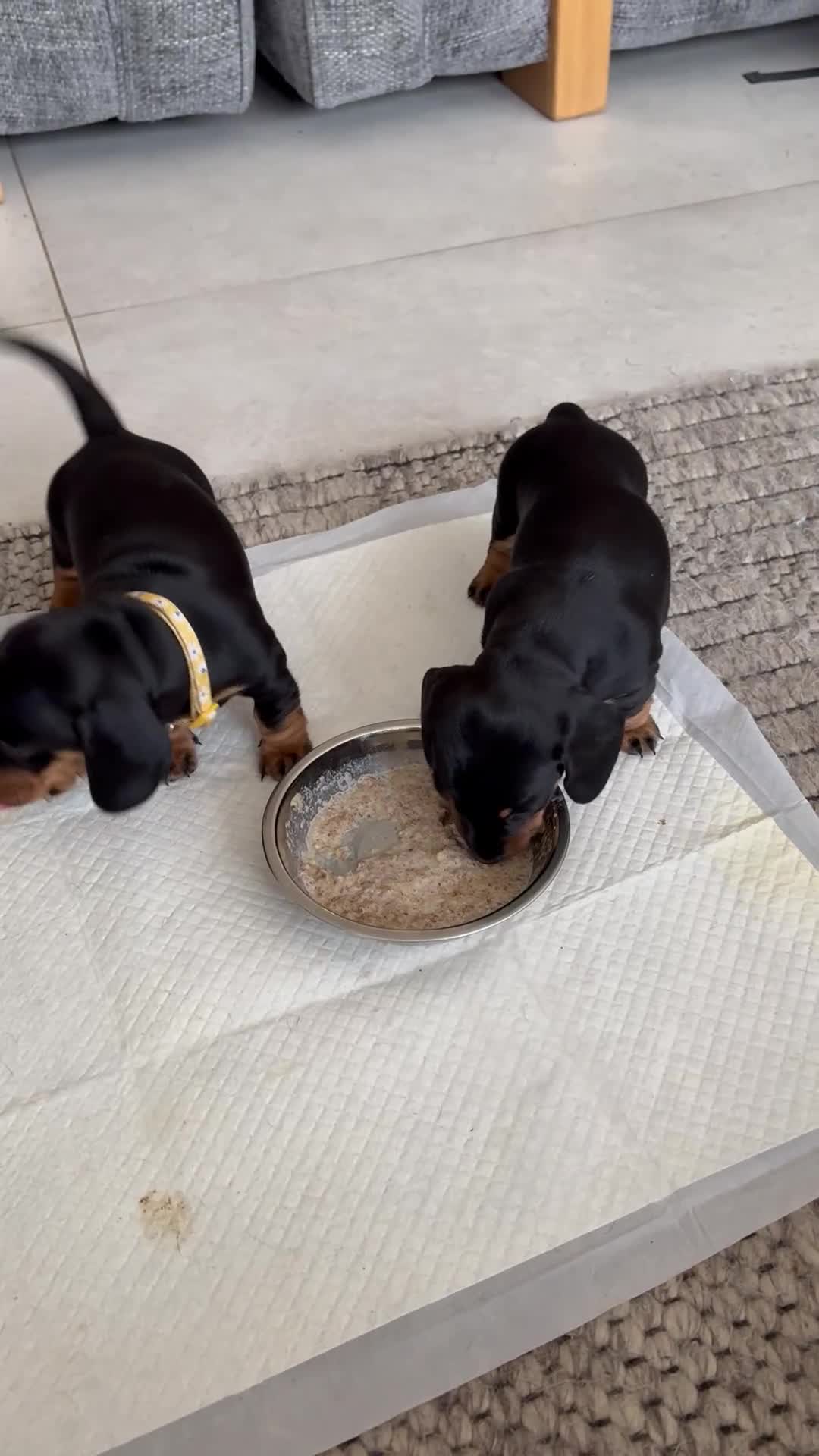 Miniature Dachshund dogs for sale: Miniature Black and Tan Daschund puppies for sale - Video 5