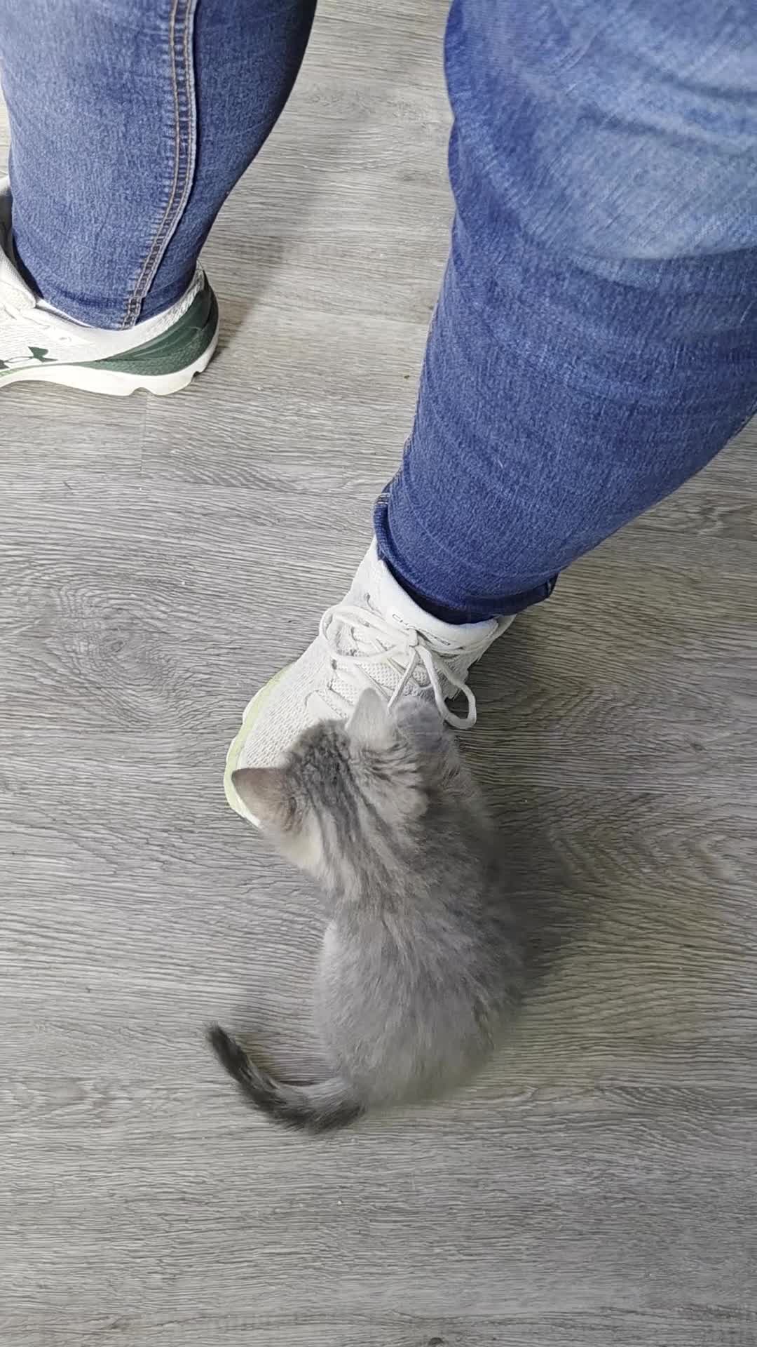 Mixed Breed cats for sale: 5 gorgeous male kittens in Livingston - Video 3