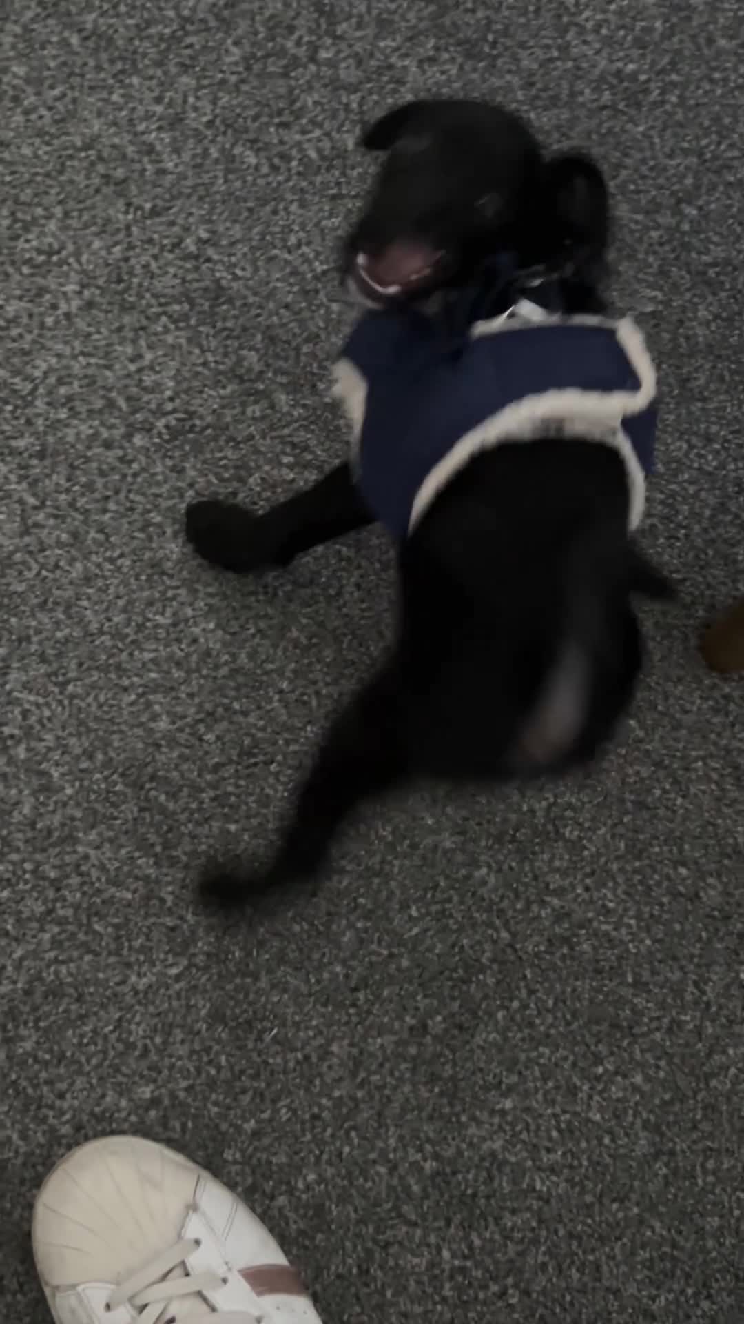 Chipoo dogs for sale: Chipoo Rehome (chihuahua x mini poodle) - Video 1