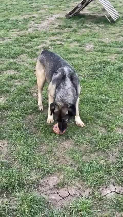 Mixed Breed dogs for adoption: Tully is waiting for a family (female only) in Worcester - Video 2