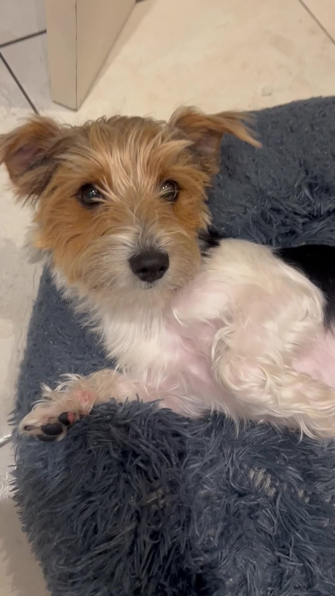 Mixed Breed dogs for sale: Cookie looking for new home - Video 1
