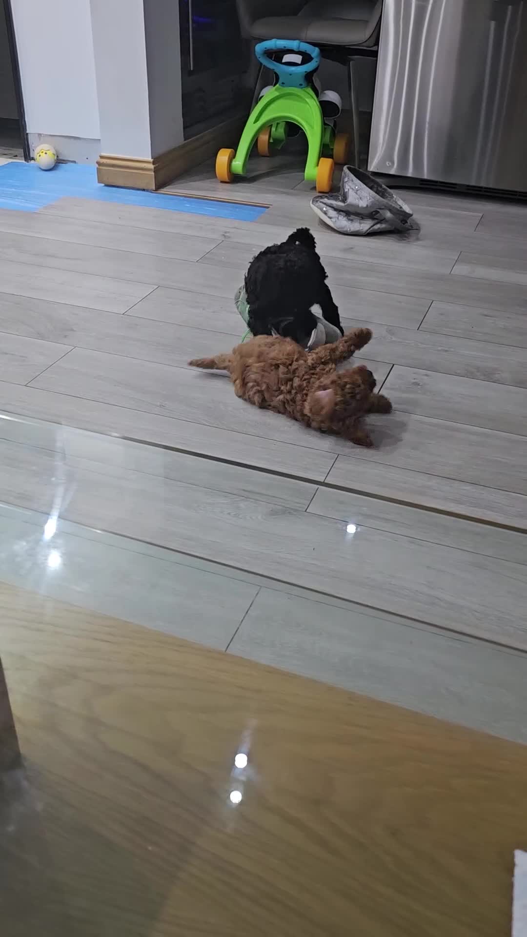 Miniature Poodle dogs for sale: Miniature poodle pups - Video 1