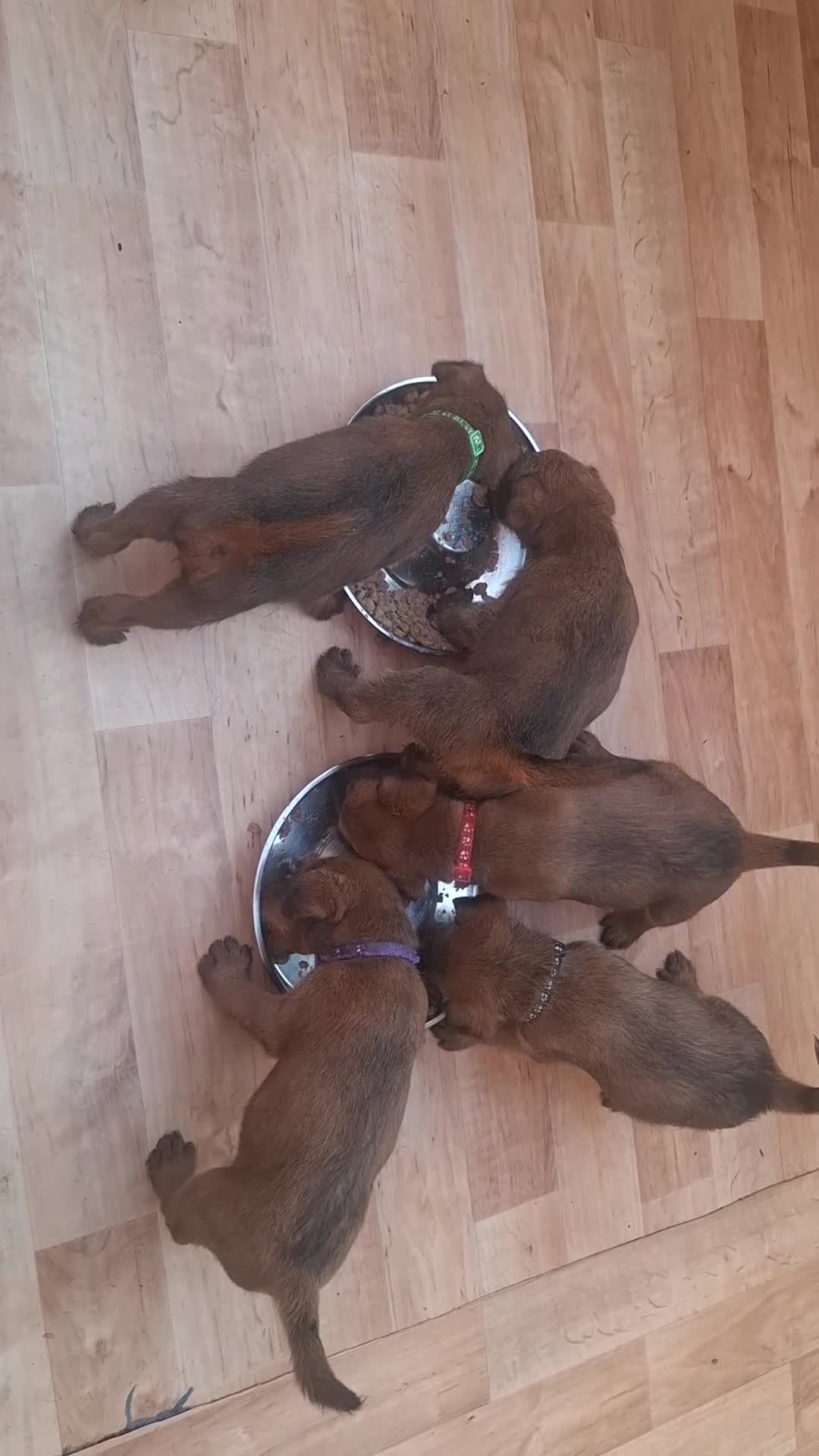 Irish Terrier dogs for sale: Irish Terrier Male puppy  in Bradford - Video 1