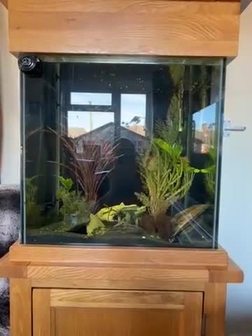 Cichlids fish for sale: Cichlids complete with tank and accessories  - Video 1