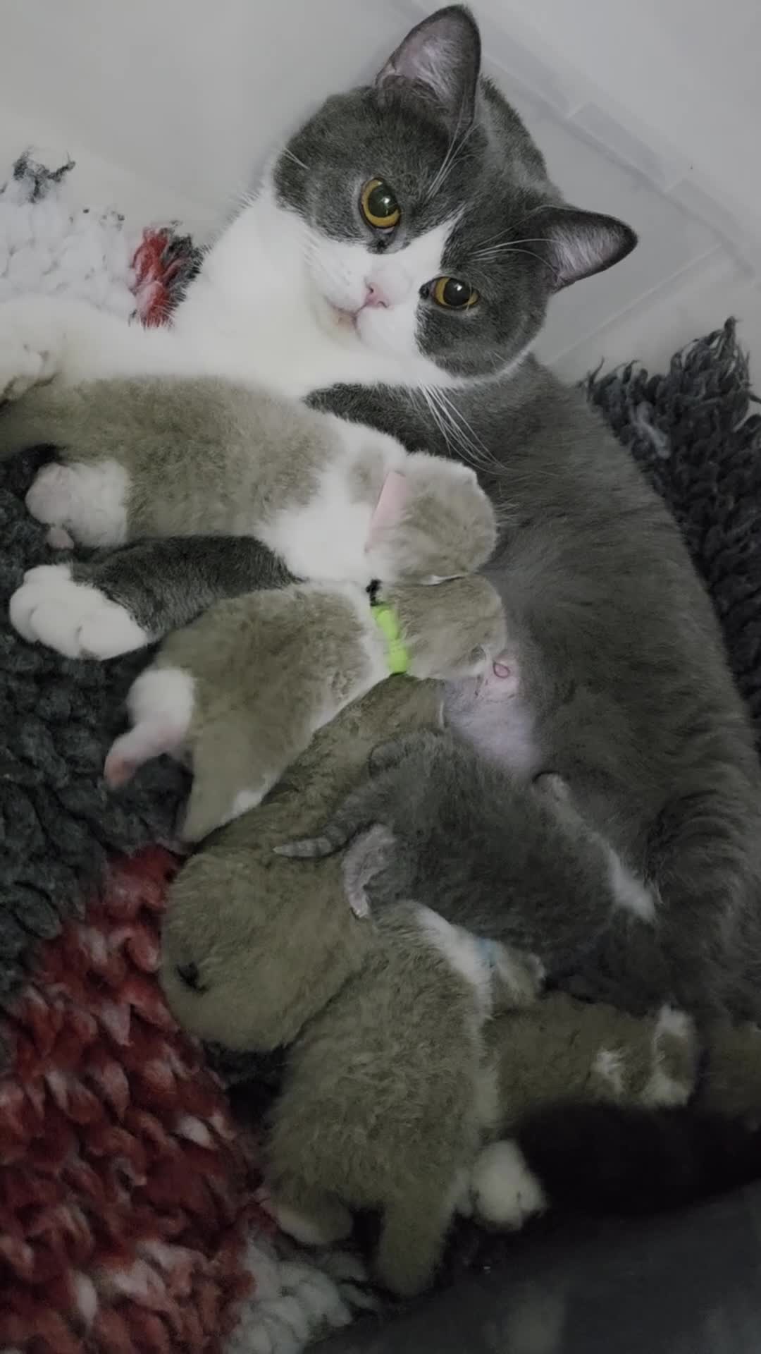 British Shorthair cats for sale: Tica registered British Shorthair kittens - Video 1