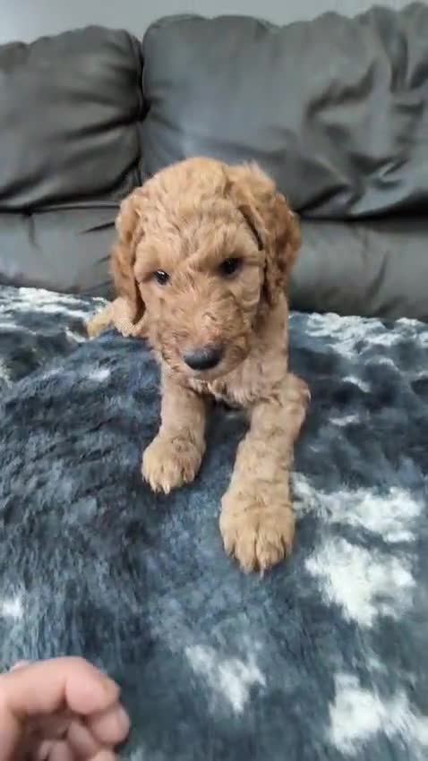 Goldendoodle dogs for sale: Gorgeous Goldendoodles  - Video 1