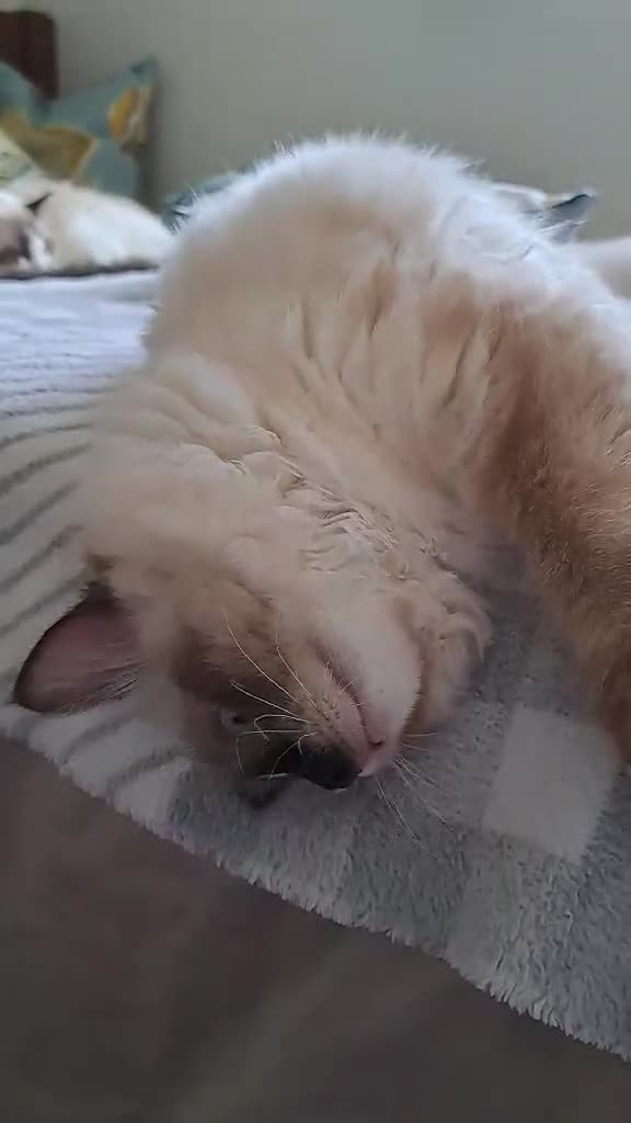 Ragdoll cats for sale: 💠FiFe registered Ragdoll kittens for sale💠 in Bristol - Video 3