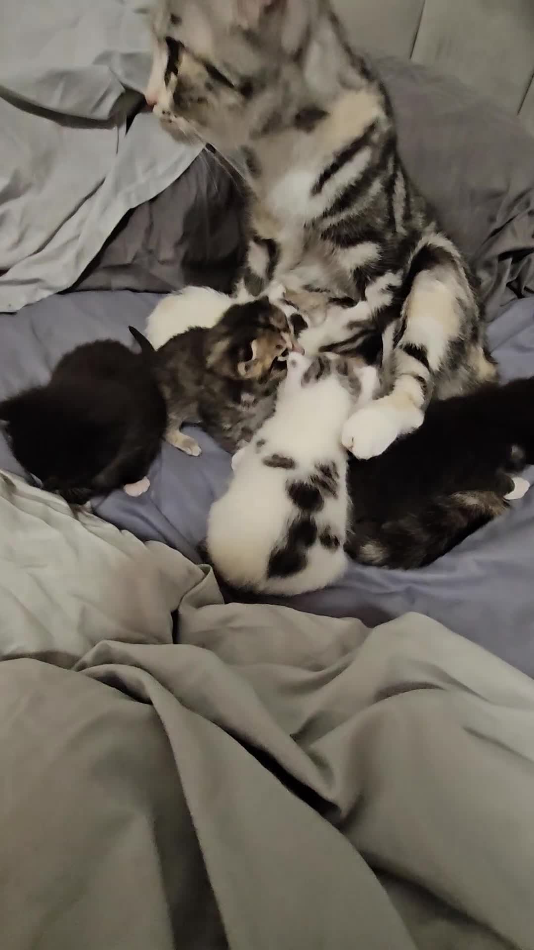 British Longhair cats for sale: Geoegous kittens ready in may - Video 3