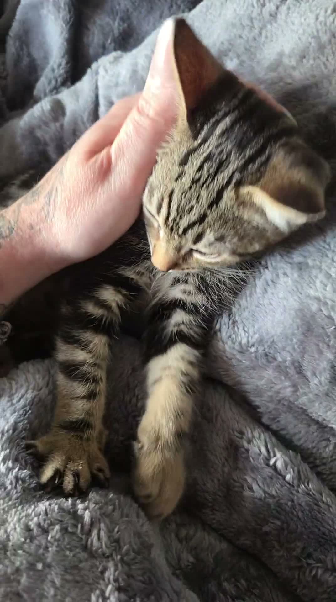 Mixed Breed cats for sale: Bengal cross boy with kitten bundle - Video 4