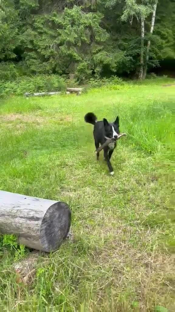 Mixed Breed dogs for sale: Oscar  - Video 2