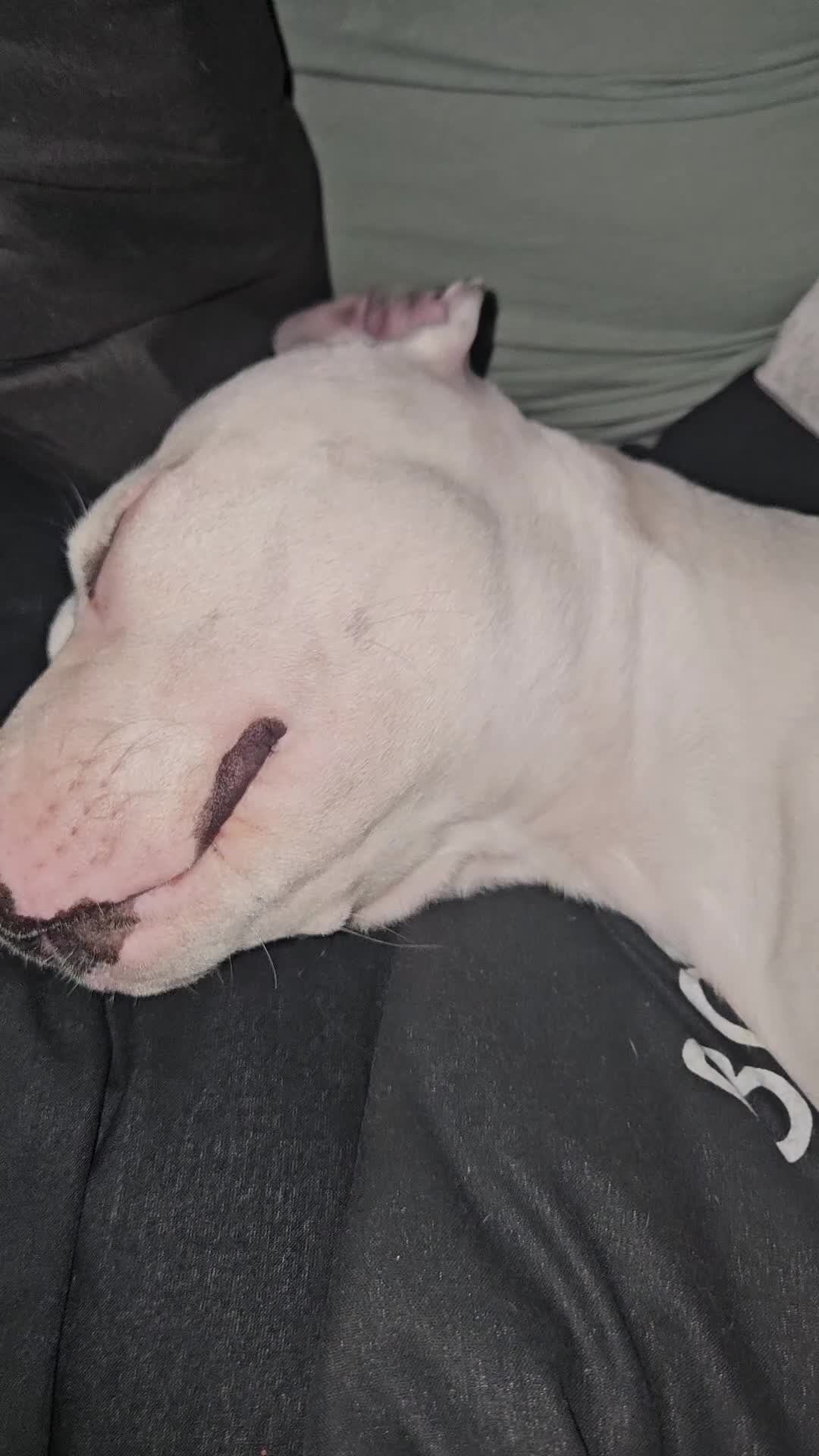 Mixed Breed dogs for sale: Angel - Video 1