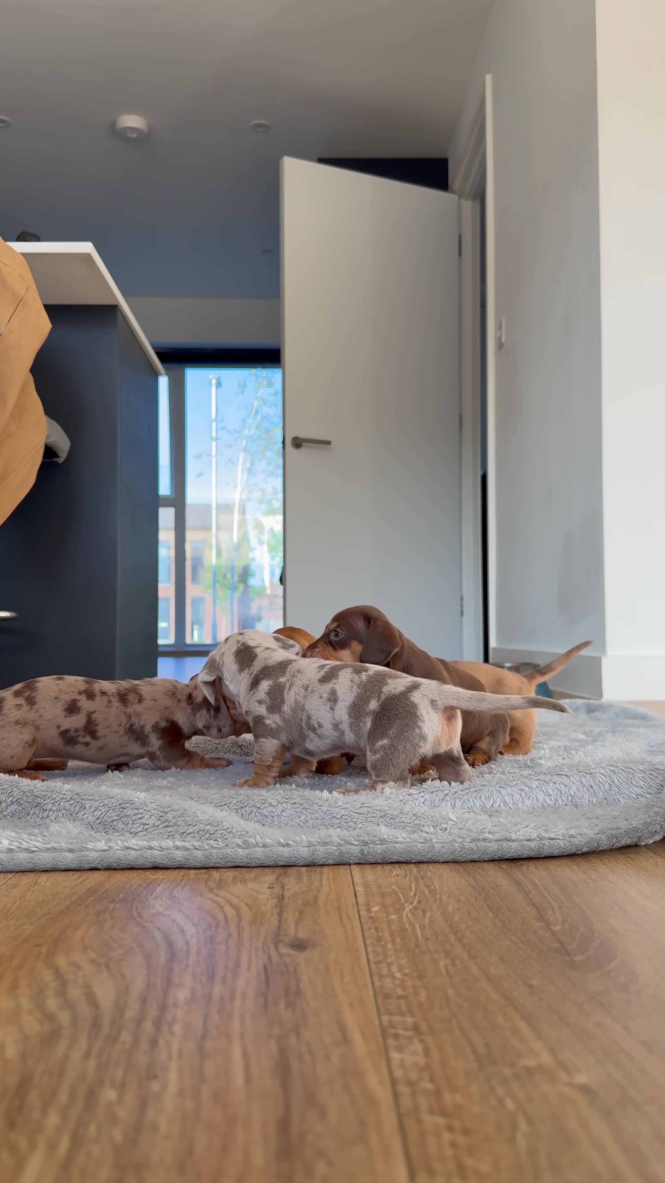 Dachshund dogs for sale: Miniature Dachshund Litter - Video 1