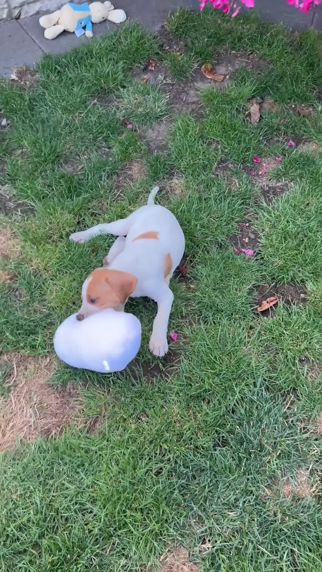 Pointer dogs for sale: Pointer pups | Working & Champion Bloodlines  - Video 1