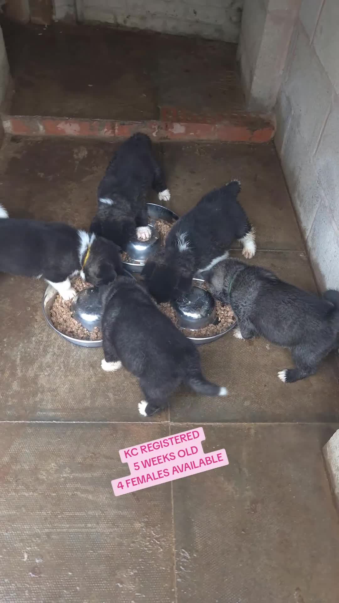 Akita dogs for sale: KC REGISTERED BEAR HEAD AMERICAN AKITA FEMALE PUPS - Video 1