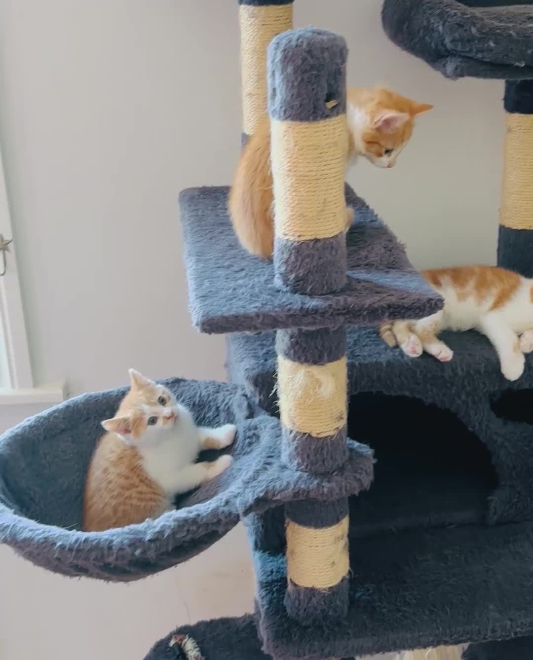 Mixed Breed cats for sale: Kittens ready now 2 females left ginger/white!😸🐈 - Video 2