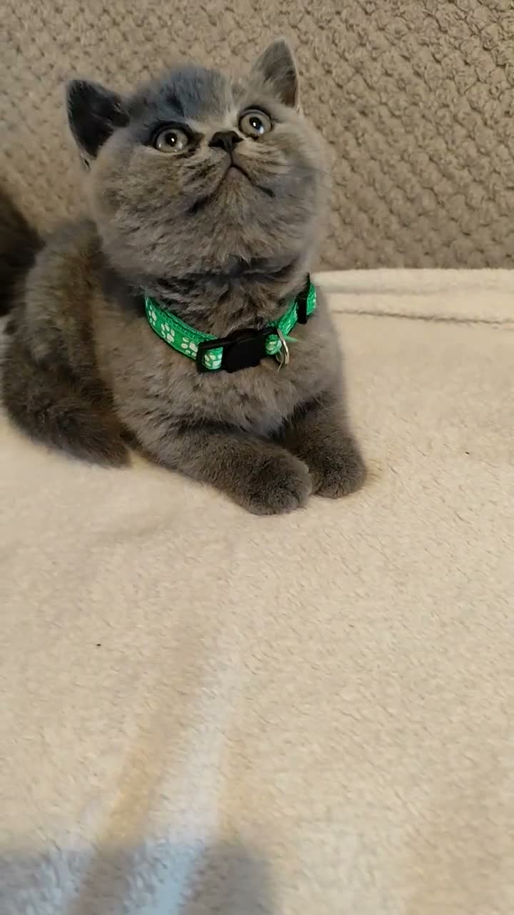 British Shorthair cats for sale: Beautiful British Shorthair Kittens – GCCF Reg in London - Video 5