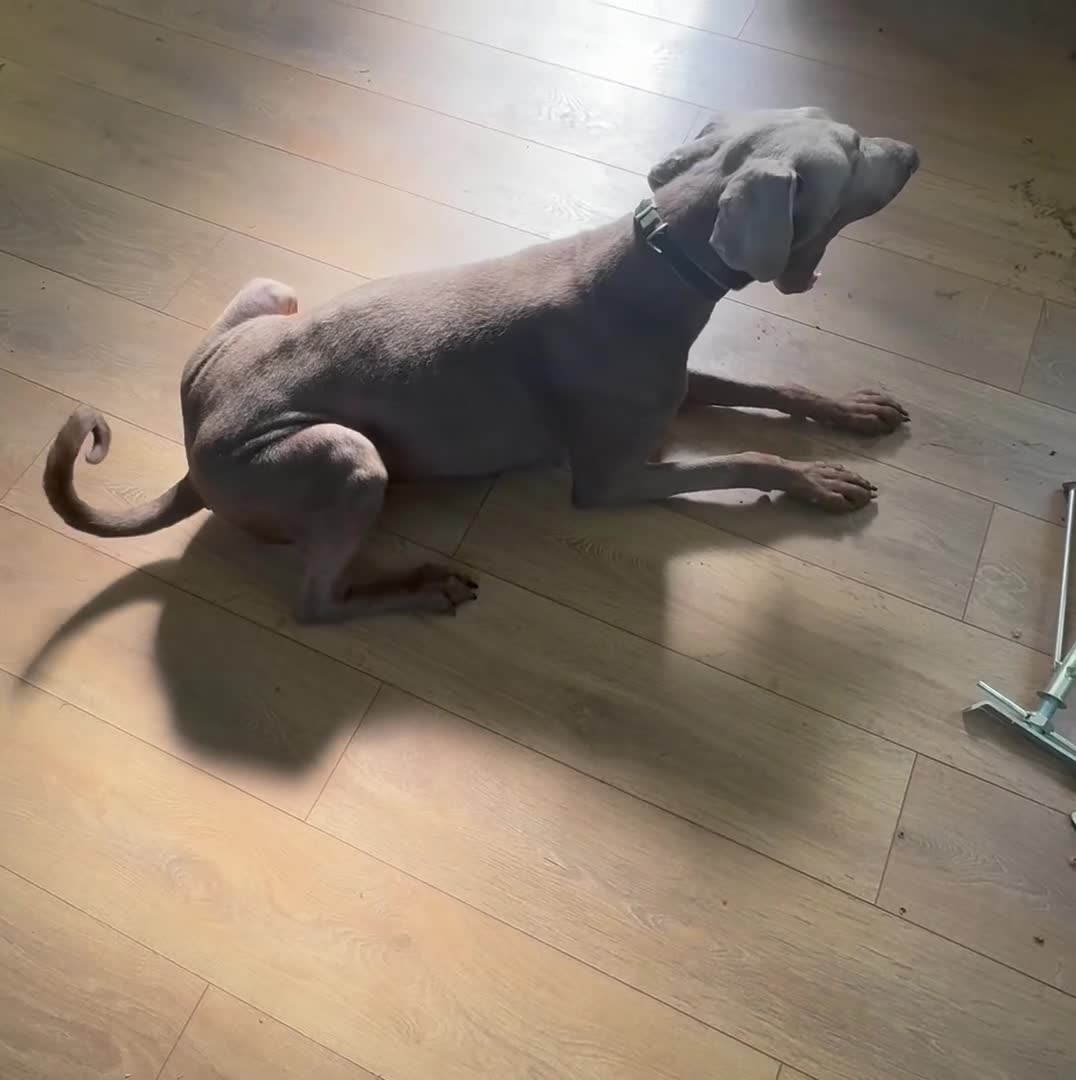 Dobermann dogs for sale: Isabella Doberman - Video 2
