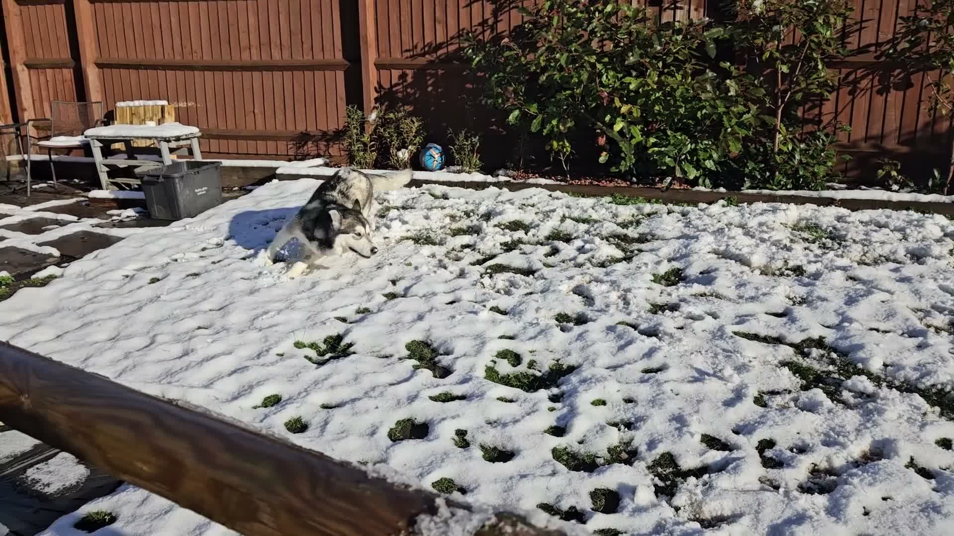 Alaskan Malamute dogs for sale: Luna, Malamute, Age 3, Pedigree & KC Registered - Video 1