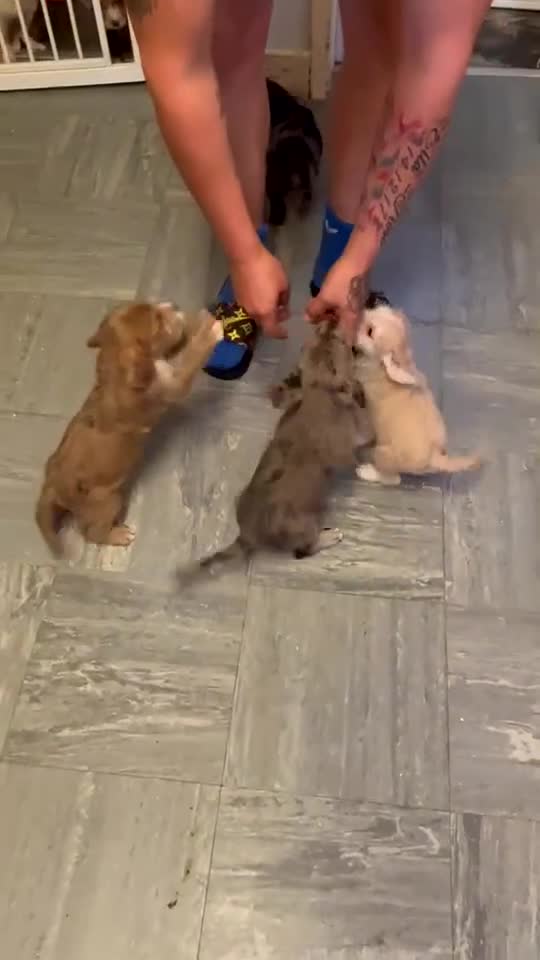 Mixed Breed dogs for sale: Beautiful puppies - Video 1