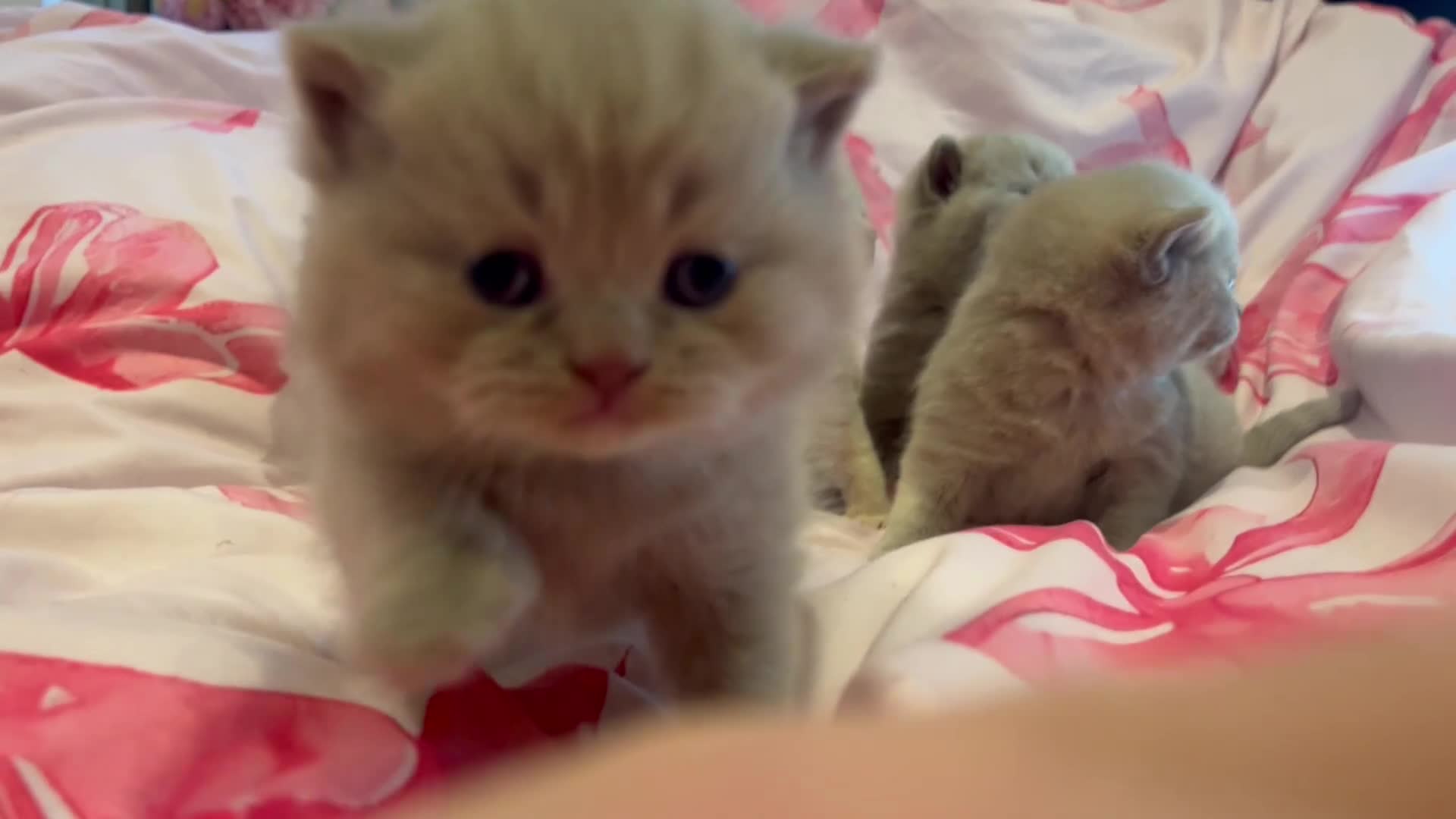 Brazilian Shorthair cats for sale: Pedigree British Shorthair Kittens Golden & Lilac - Video 2