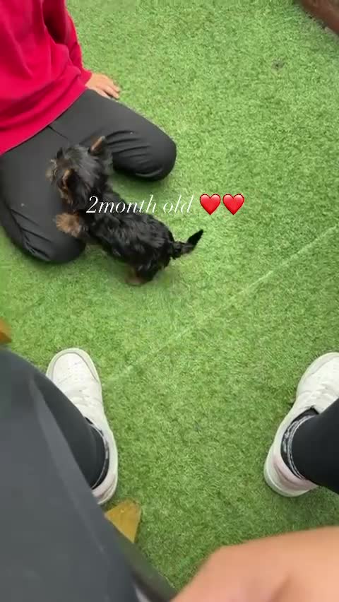 Yorkshire Terrier dogs for sale: Benny  - Video 2