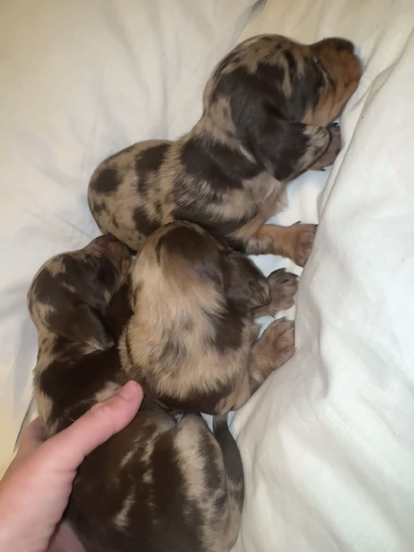 Dachshund dogs for sale: KC registered Dachshund long/short haired puppies - Video 2