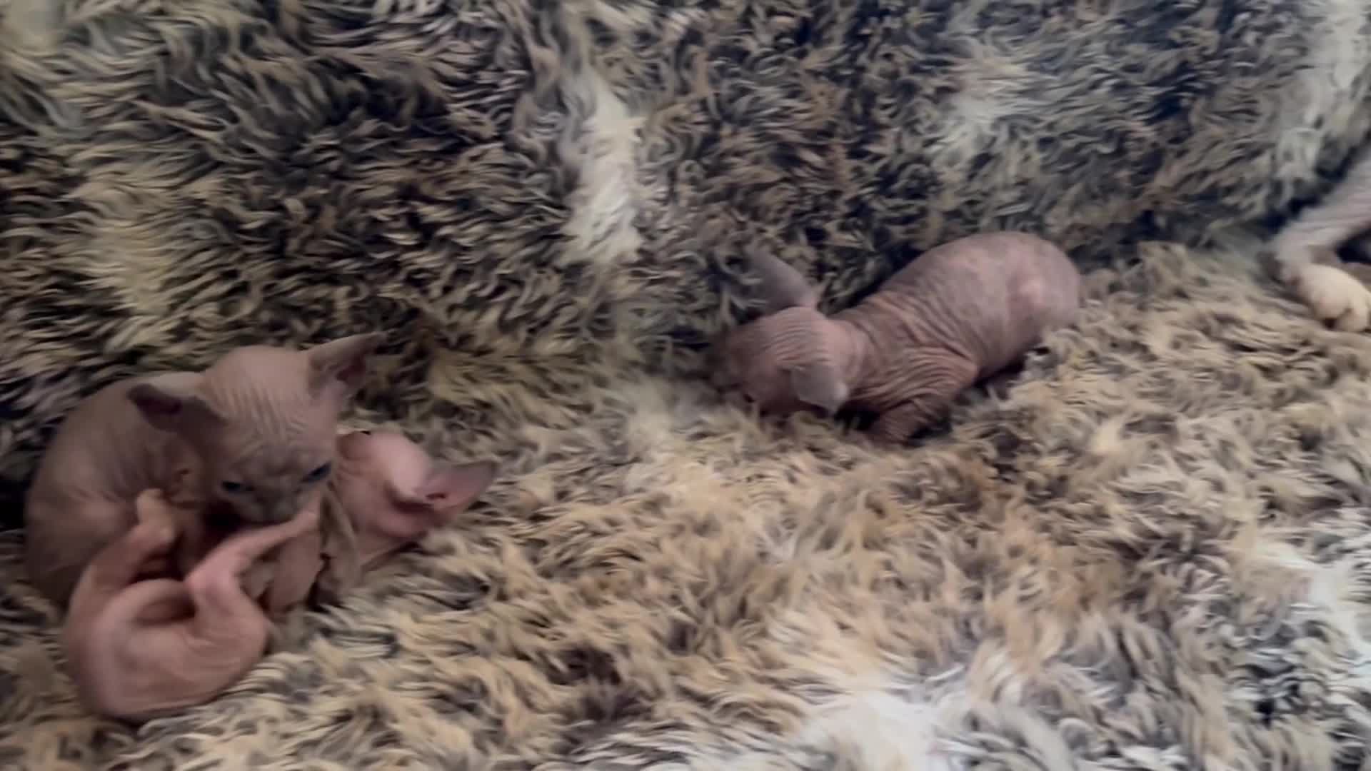 Sphynx cats for sale: 🖤 Sphynx Kittens for Sale – Ready August 🐾 - Video 1