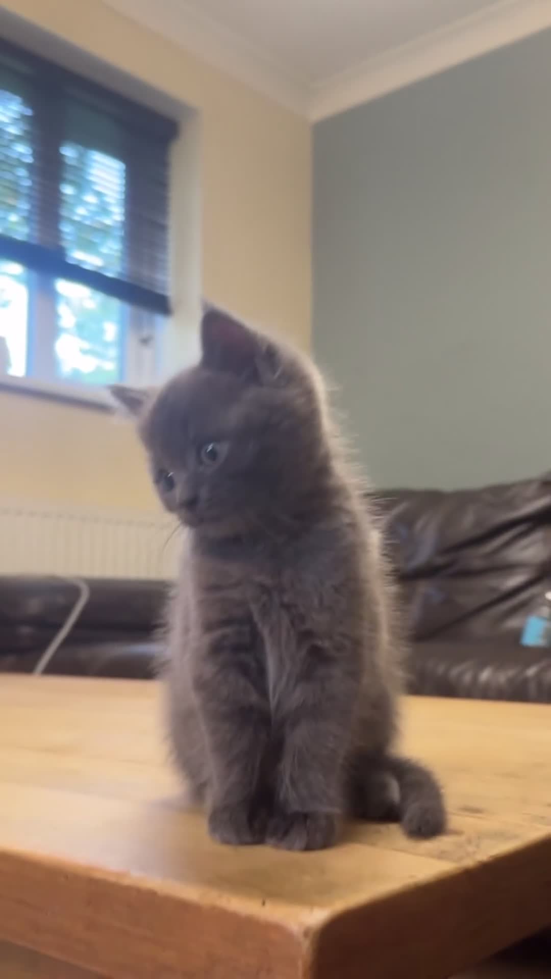 Mixed Breed cats for sale: Ragdoll x British short hair kitten - Video 1