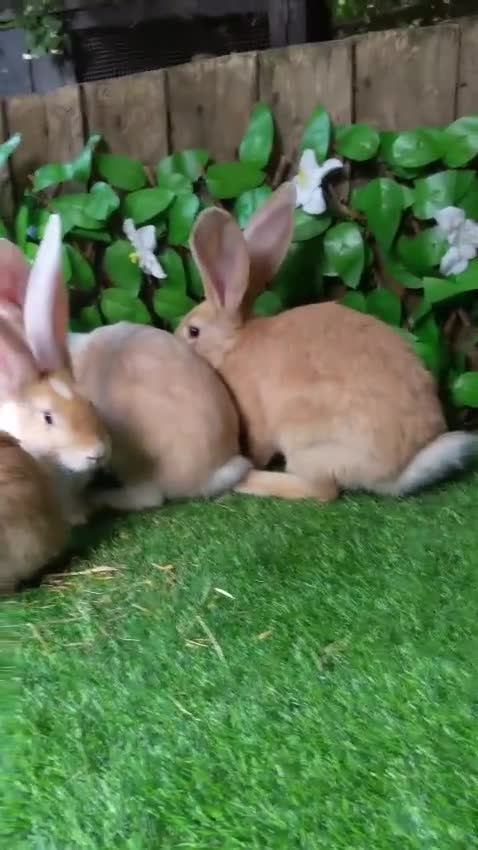 Continental Giant rabbits for sale: Pure Continental Giants  VACCINATED 3 in 1 Reserve - Video 3